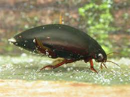 Attēlu rezultāti vaicājumam “Ilybius sp.”