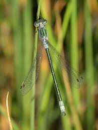 Attēlu rezultāti vaicājumam “Lestes dryas female”