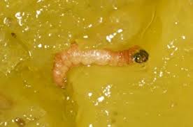 Attēlu rezultāti vaicājumam “Grapholita funebrana larva”