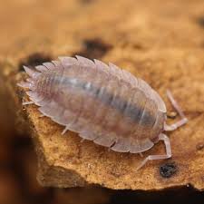 Attēlu rezultāti vaicājumam “Porcellio scaber”