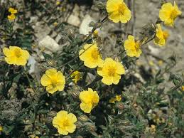 Attēlu rezultāti vaicājumam “Cistaceae”