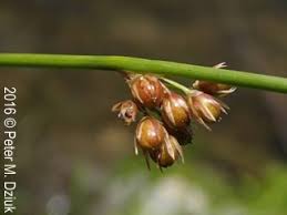 Attēlu rezultāti vaicājumam “Juncus filiformis”