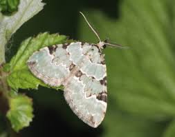 Attēlu rezultāti vaicājumam “Colostygia pectinataria”