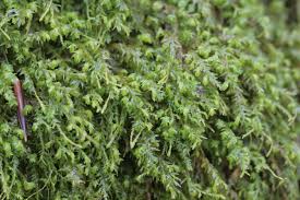 Attēlu rezultāti vaicājumam “Anomodon attenuatus”