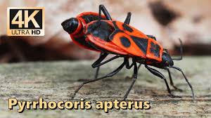 Attēlu rezultāti vaicājumam “Pyrrhocoris apterus”