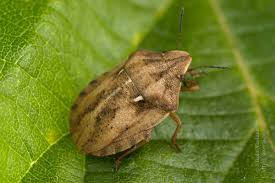 Attēlu rezultāti vaicājumam “Eurygaster testudinaria”