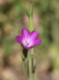 Image result for Agrostemma githago