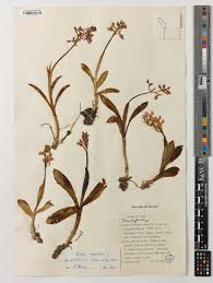 Attēlu rezultāti vaicājumam “Orchis mascula leaf”