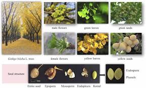Attēlu rezultāti vaicājumam “Ginkgo biloba female flower”