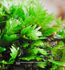 Attēlu rezultāti vaicājumam “Fissidens taxifolius sporophyte”