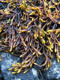 Attēlu rezultāti vaicājumam “Pseudocalliergon turgescens”