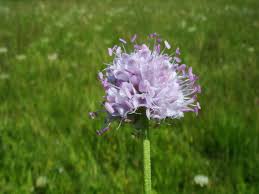 Image result for Succisella inflexa