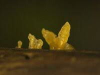 Attēlu rezultāti vaicājumam “Calocera glossoides”