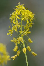 Image result for Isatis tinctoria