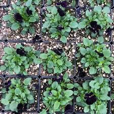Image result for Viola cornuta
