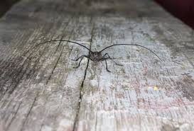 Attēlu rezultāti vaicājumam “Monochamus urussovi”