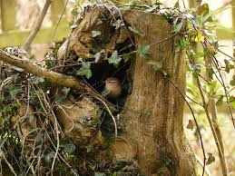 Attēlu rezultāti vaicājumam “Troglodytes troglodytes nest”