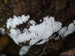 Attēlu rezultāti vaicājumam “Licea testudinacea”