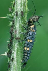 Attēlu rezultāti vaicājumam “Coccinella septempunctata larva”