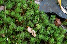 Attēlu rezultāti vaicājumam “Polytrichum juniperinum sporophyte”