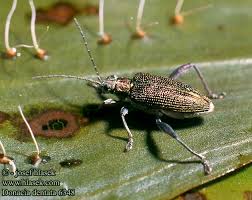 Attēlu rezultāti vaicājumam “Donacia”