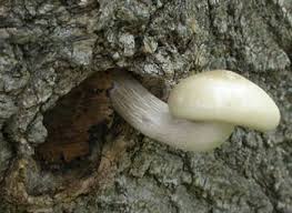 Attēlu rezultāti vaicājumam “Hypsizygus ulmarius”