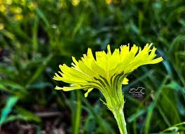 Attēlu rezultāti vaicājumam “Carex dioica male flower”