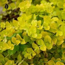 Image result for Lysimachia nummularia