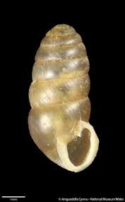 Attēlu rezultāti vaicājumam “Cribraria costata”