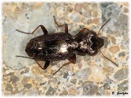 Attēlu rezultāti vaicājumam “Notiophilus germinyi”