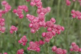 Attēlu rezultāti vaicājumam “Antennaria dioica leaf”