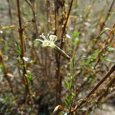 Attēlu rezultāti vaicājumam “Silene tatarica”