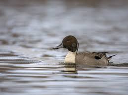 Image result for Anas acuta