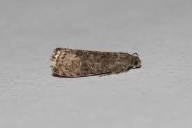 Attēlu rezultāti vaicājumam “Grapholita funebrana”