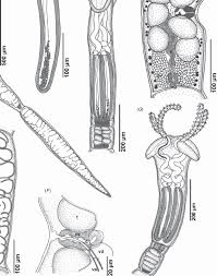 Image result for Hypanus longus