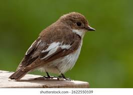 Attēlu rezultāti vaicājumam “Ficedula hypoleuca female”