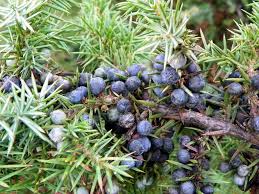 Attēlu rezultāti vaicājumam “Juniperus communis fruit”