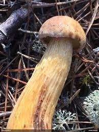 Attēlu rezultāti vaicājumam “Ophiotheca chrysosperma macro”