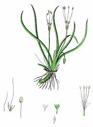 Attēlu rezultāti vaicājumam “Plantago uniflora flower”