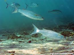 Image result for Crenimugil seheli