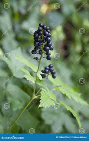 Attēlu rezultāti vaicājumam “Actaea spicata fruit”