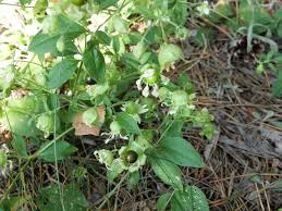 Attēlu rezultāti vaicājumam “Silene baccifera”