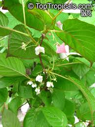 Attēlu rezultāti vaicājumam “Actinidia kolomikta”