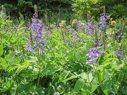 Attēlu rezultāti vaicājumam “Galega orientalis leaf”