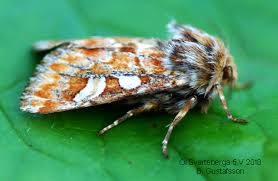 Attēlu rezultāti vaicājumam “Panolis flammea”