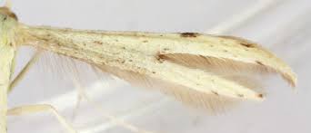 Attēlu rezultāti vaicājumam “Adaina microdactyla”