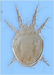 Attēlu rezultāti vaicājumam “Hylecoetus dermestoides male”