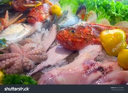 Image result for Sebastes fasciatus