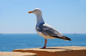 Attēlu rezultāti vaicājumam “Larus argentatus”
