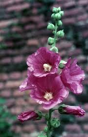 Attēlu rezultāti vaicājumam “Alcea rosea bud”